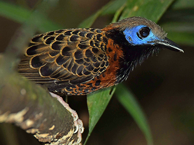 Ocellated Antbird by Alan Lenk